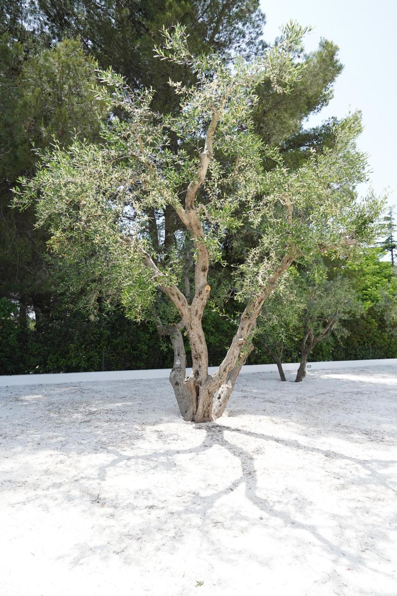 Апартаменти Luoghi Di Puglia Остуні Екстер'єр фото